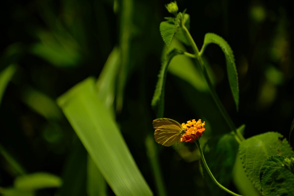 Flora outdoors butterfly