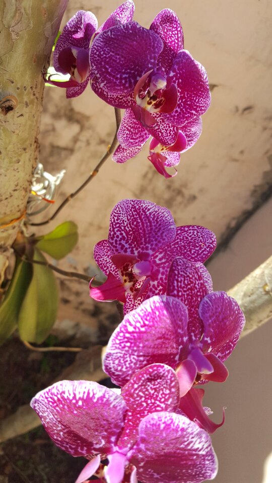 Flower plant tropical