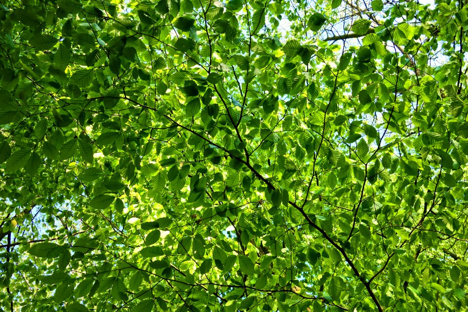 Branch new leaves spring green