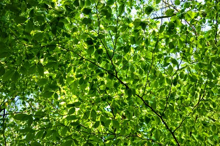 Branch new leaves spring green photo