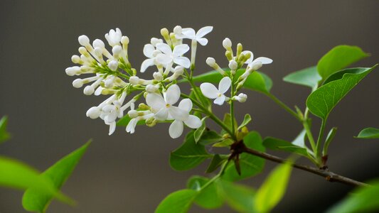 Leaf flowering beautiful