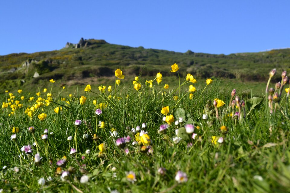 Hayfield field lawn