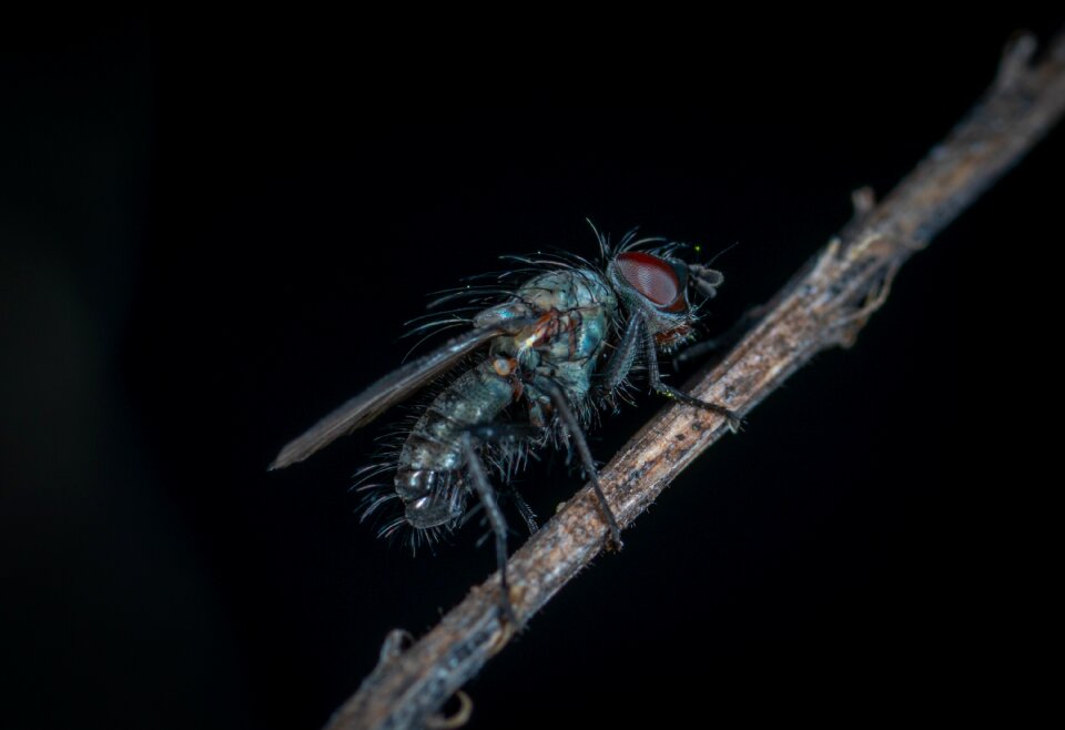 Wing animals living nature