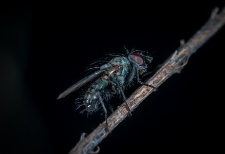 Wing animals living nature