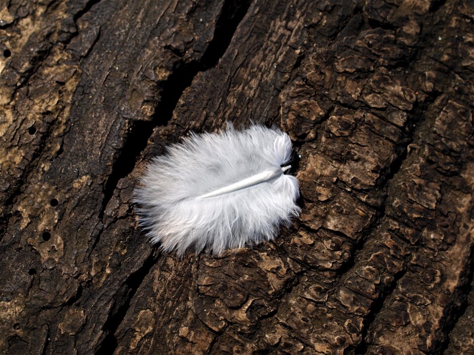 Desktop outdoors feather