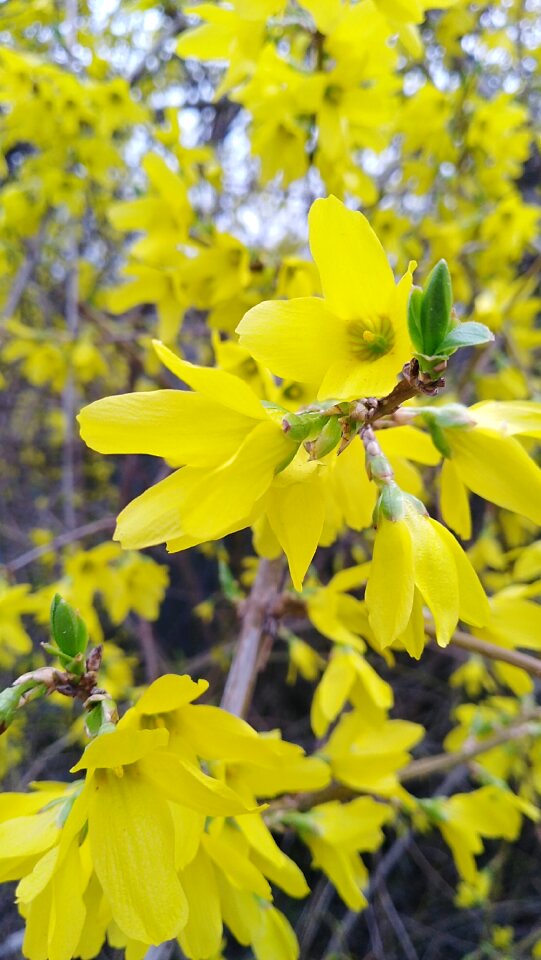 Plant sheet flower