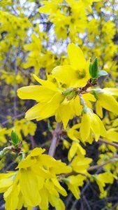 Plant sheet flower
