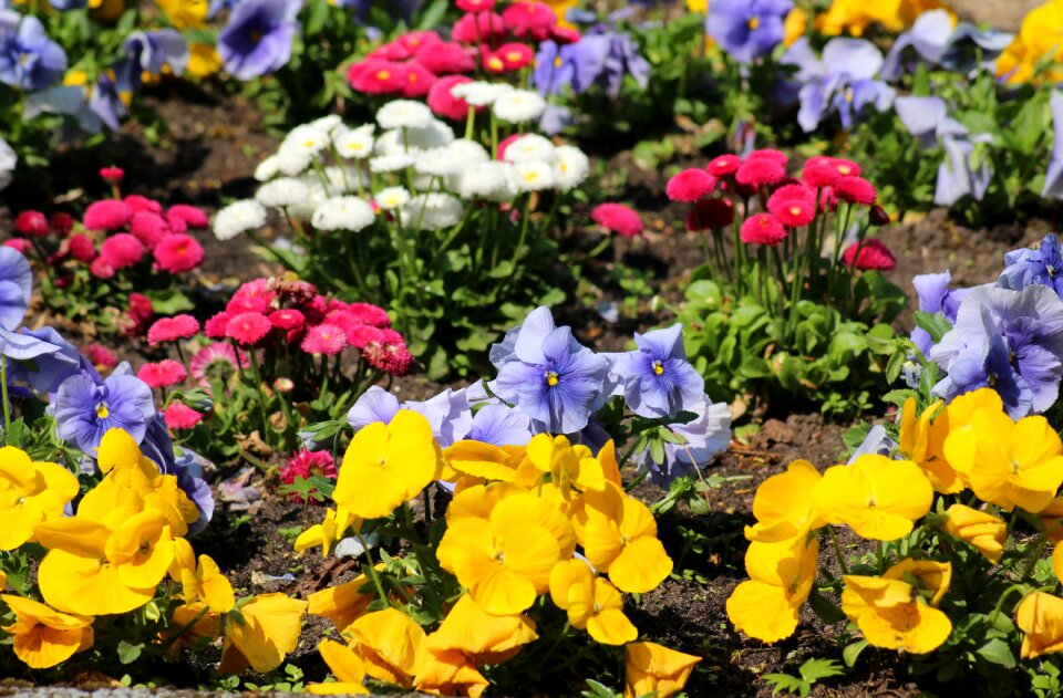 Daisies spring nature