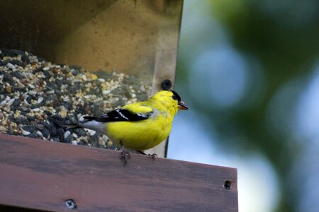 Nature animal male goldfinch photo