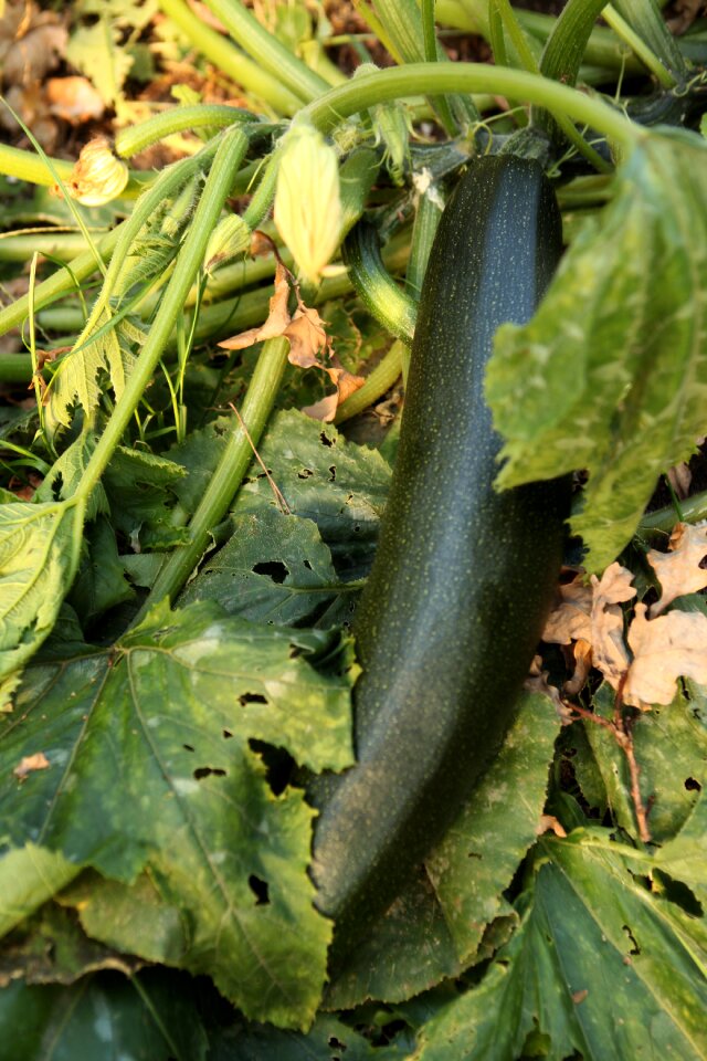 Plant vegetable summer