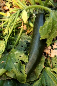 Plant vegetable summer