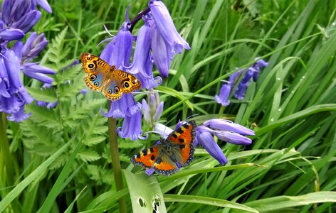 Summer garden blue bells photo