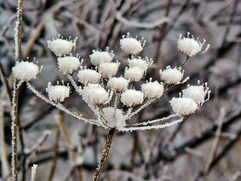 Frozen crystals flora