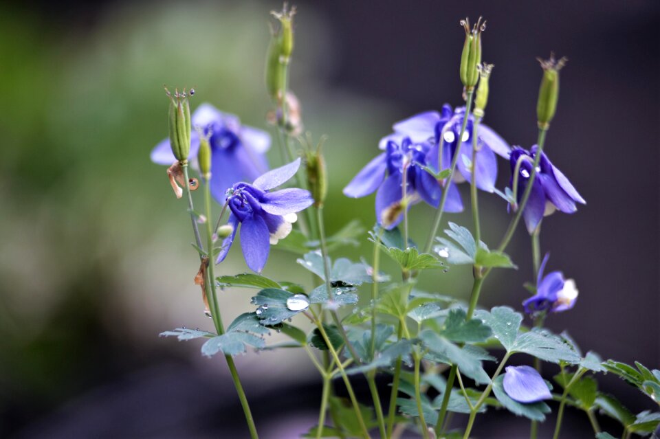 Wildflower every claw purple