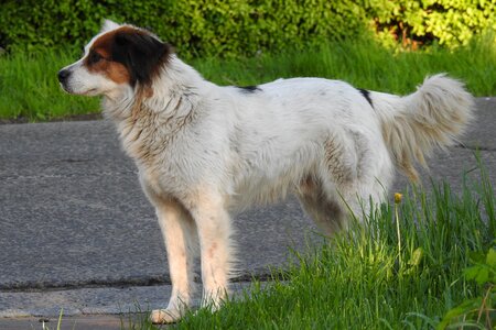 Pets charming nature