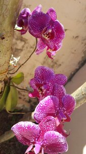 Plant flower tropical