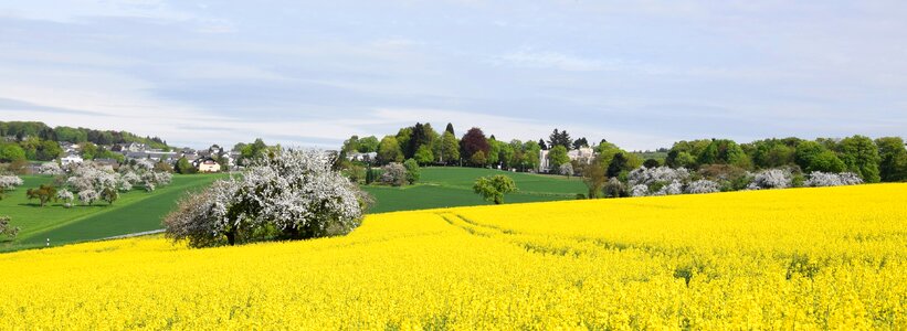 Field landscape spring