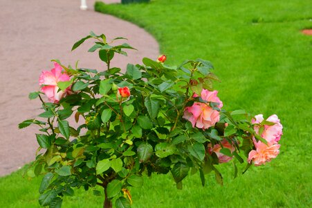 Sheet nature plant