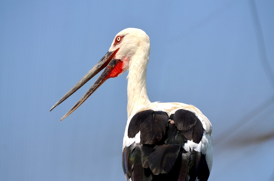 Wadding bird exotic long legs