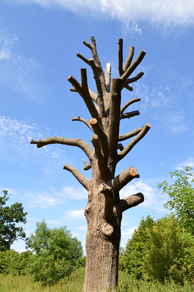 Sky wood summer
