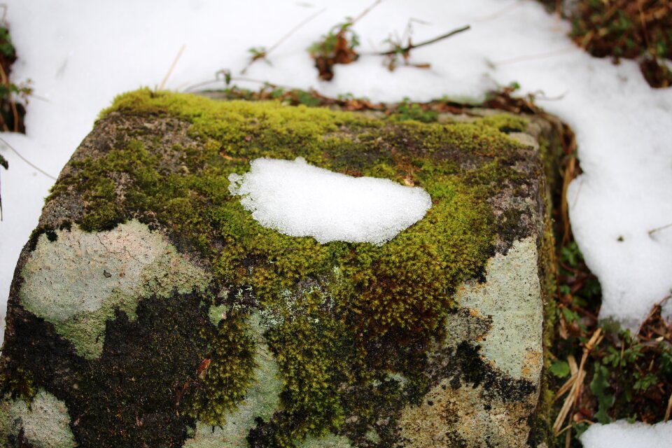 Landscape moss environment