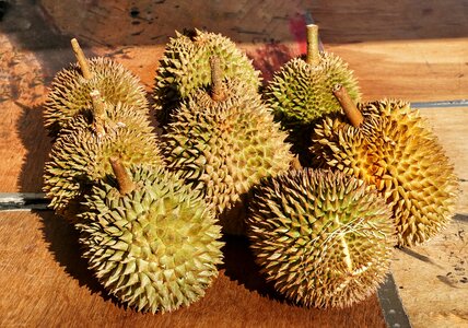 Spine prickly sharp