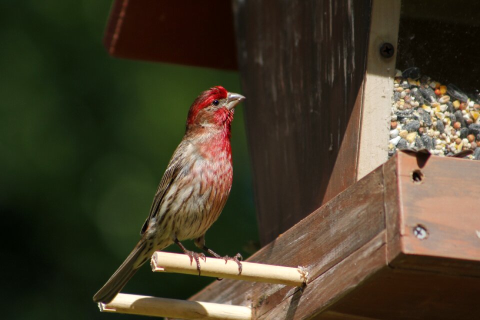 Wildlife animal house finch