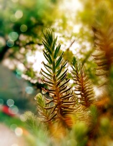 Green micro Free photos