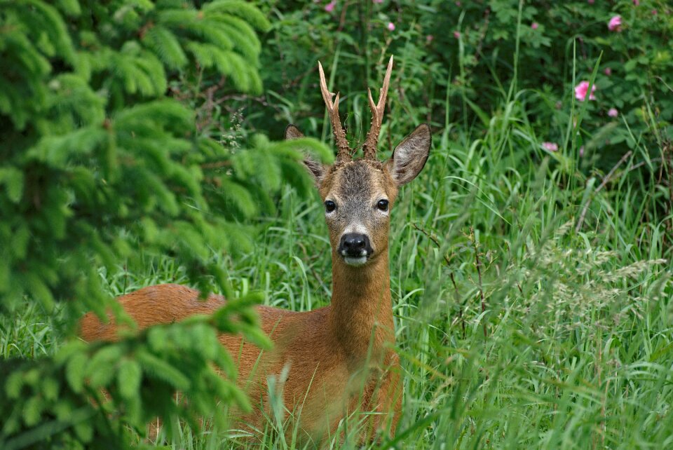 Sarna portrait mammal