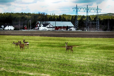 Landscape animal
