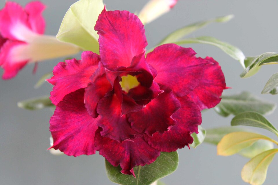 Sheet garden adenium