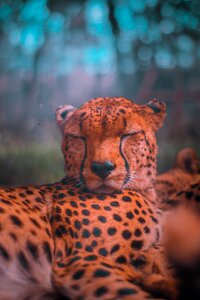 Nature portrait