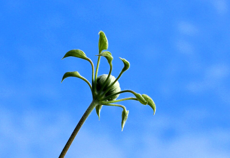 Plant nature flower buds