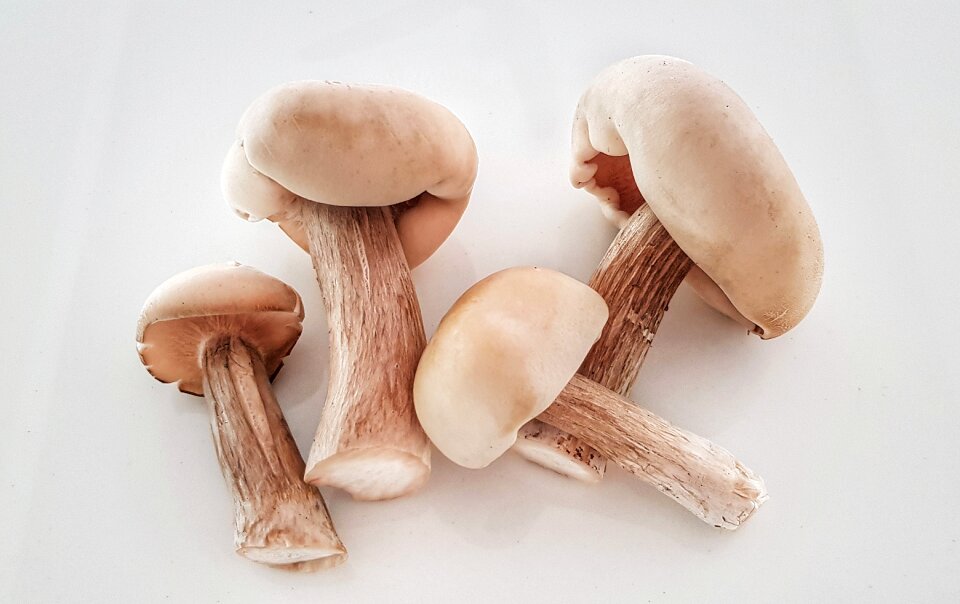 Boletus edible food