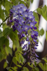 Purple blue climber plant photo