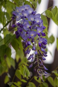 Purple blue climber plant