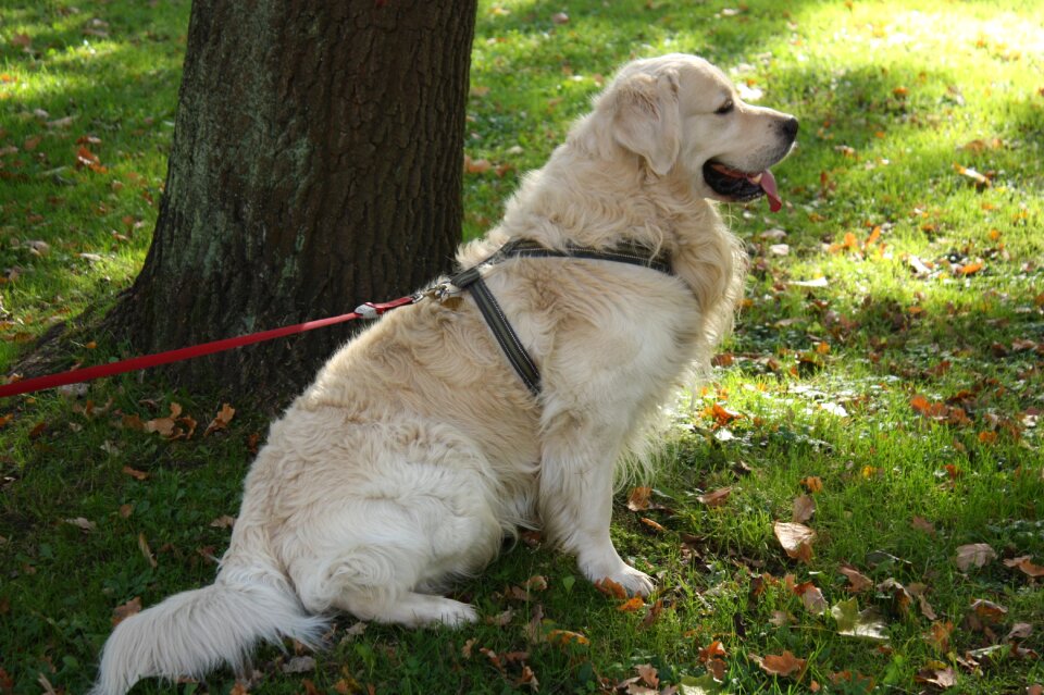 Pet nature animals