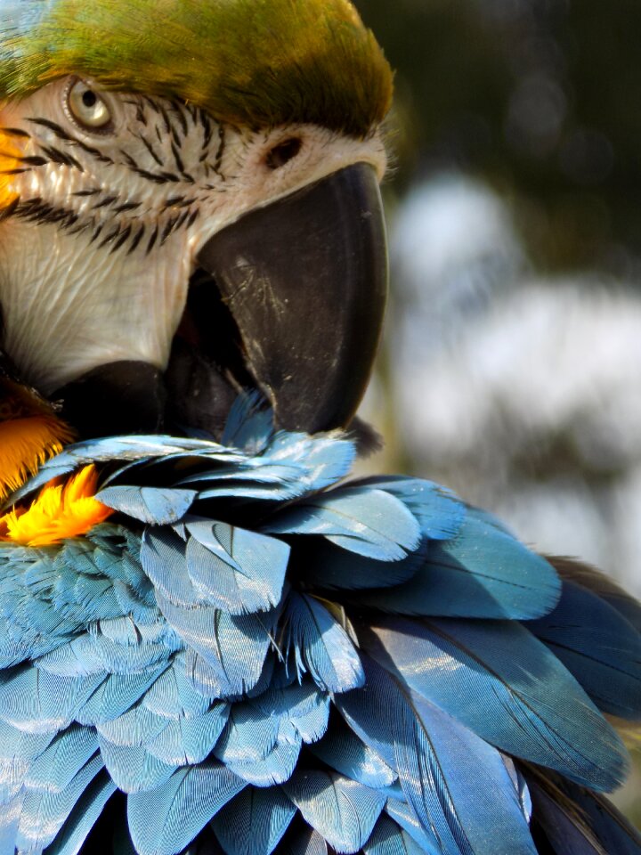 Wing nature animal