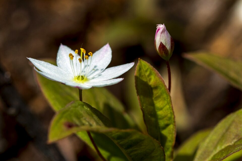 Leaf flower skogstjerne