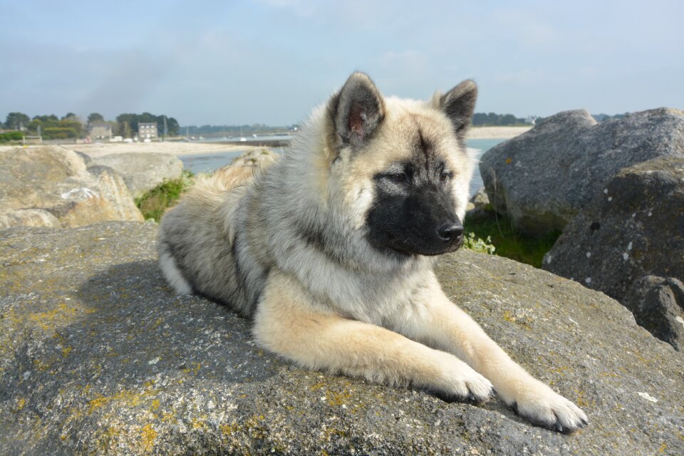 Dog eurasier color dark sable domestic animal