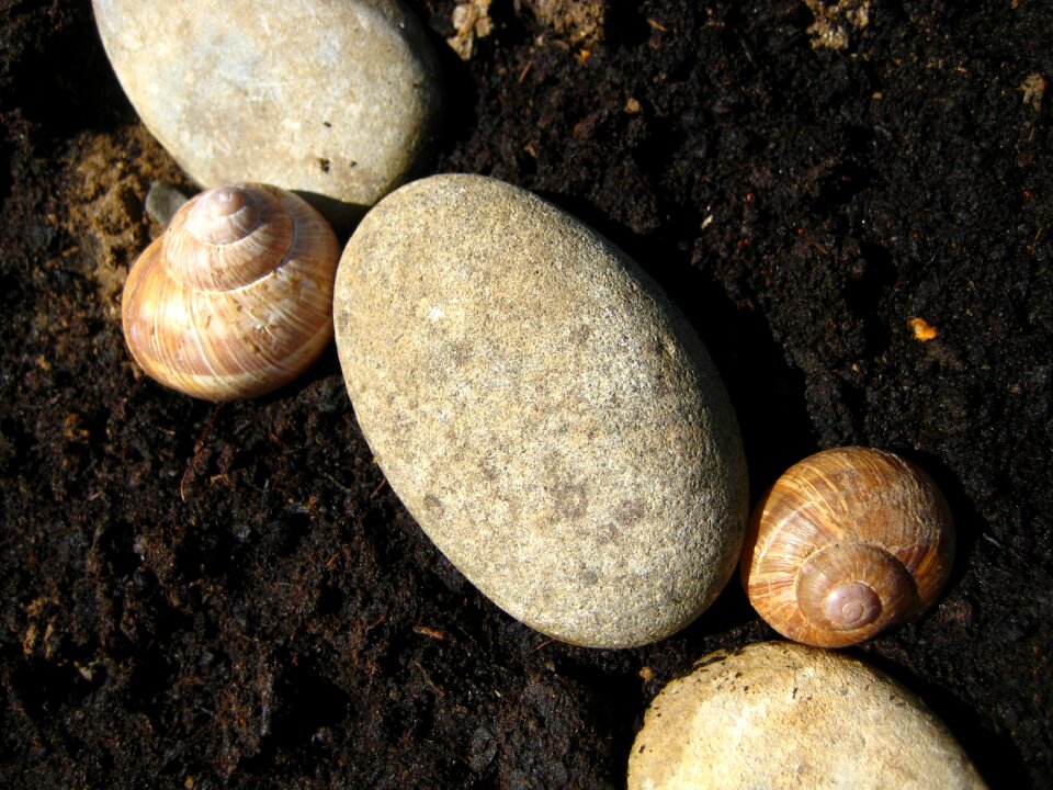Close up stone snail