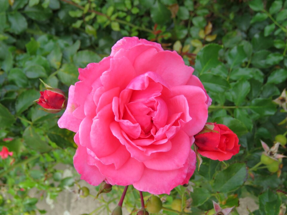 Bloom flower plant