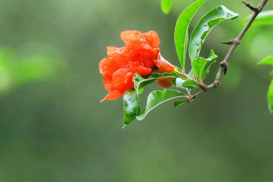 Nature plant garden