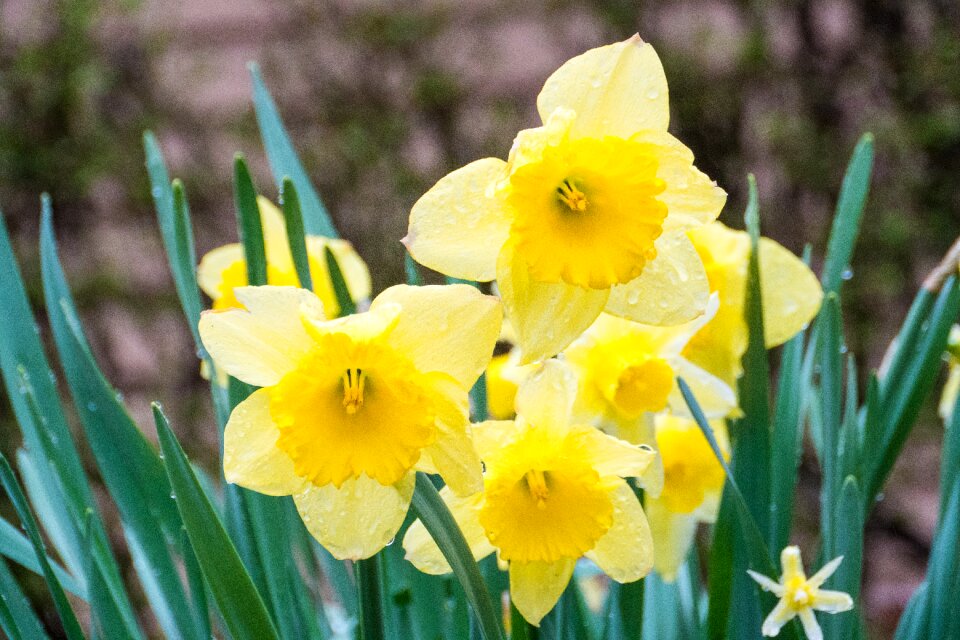 Flower yellow spring