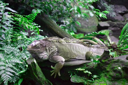 Reptile living nature animals