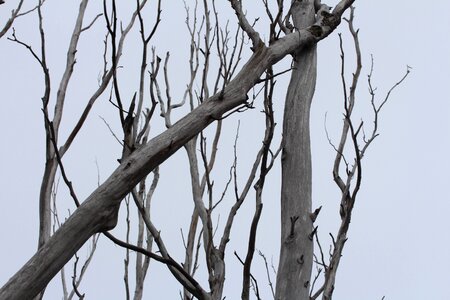 Branch season trunk