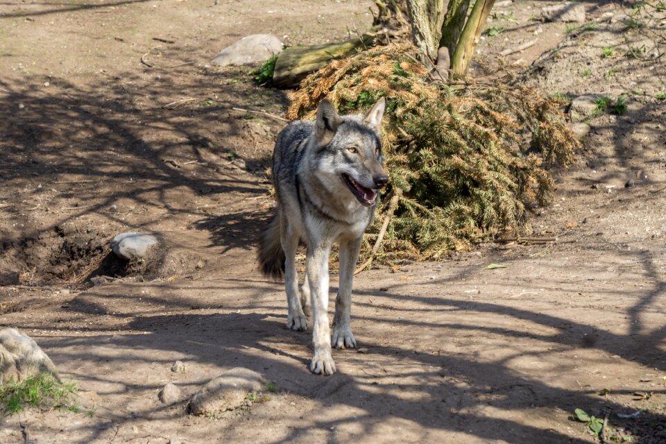 Wolf animal world predator