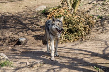 Wolf animal world predator photo
