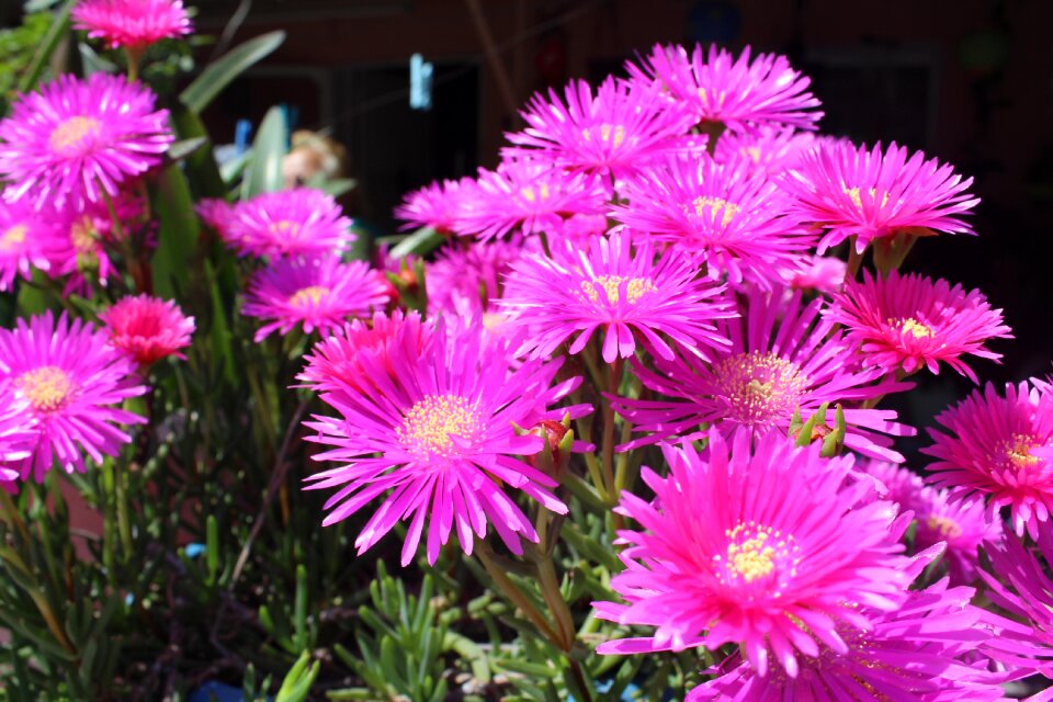 Garden chichewa pink botanical