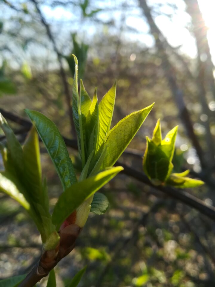Nature tree